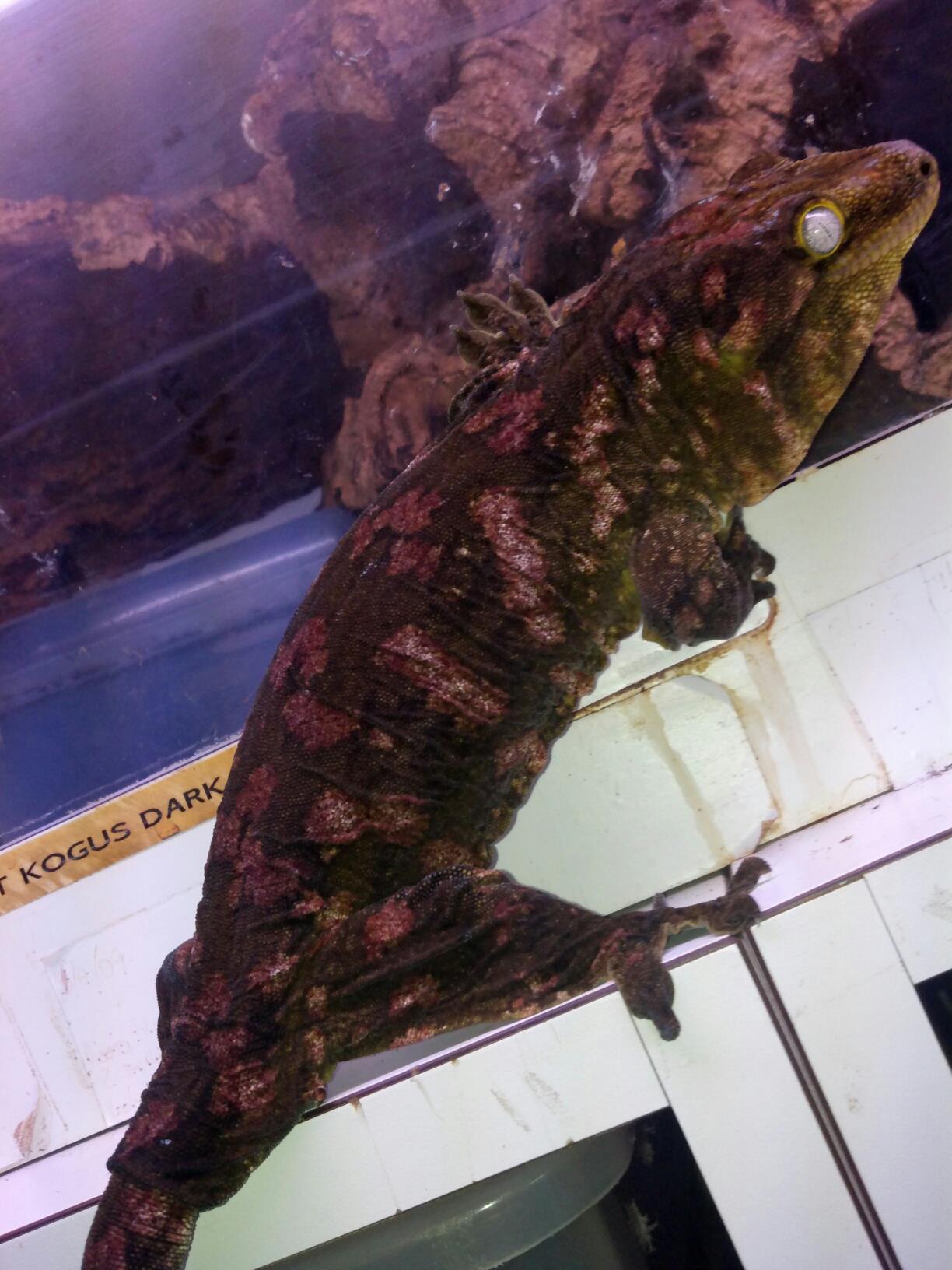 「ダースモール(Darth Maul)・ライン」偶然みたいに始まった、新しい物語