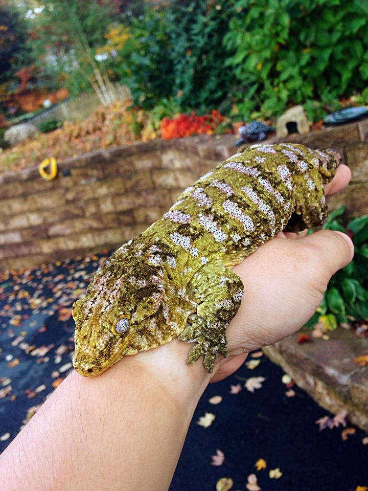 「アイザックのピュアローカル講座」第1回 ― ヌアナ