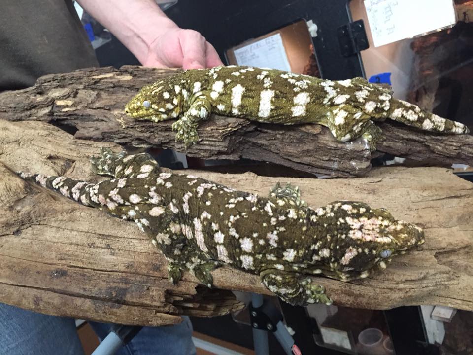 「アイザックのピュアローカル講座」第2回 ― パインアイランド