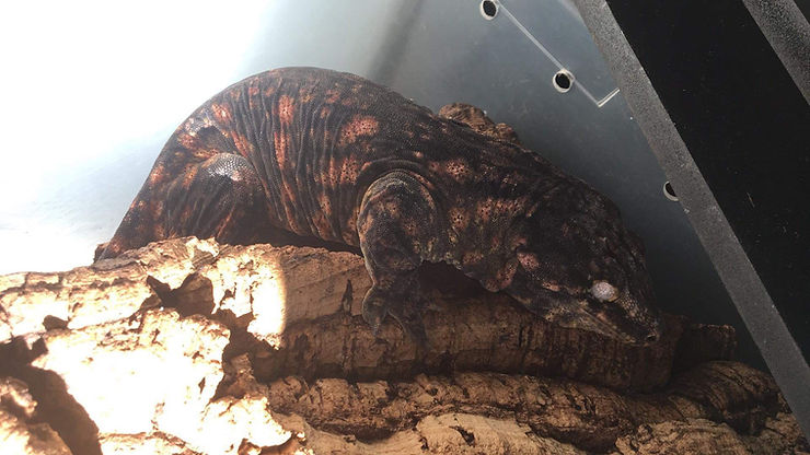 ダース・モールライン（Darth Maul Line）