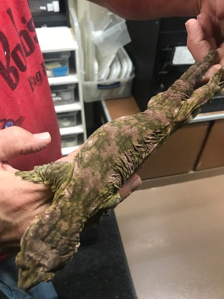 ハイカラーリキー -