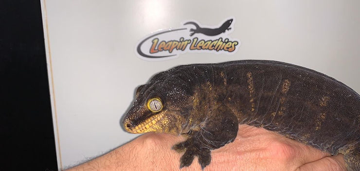 メラニスティック・コギス・トリガーライン