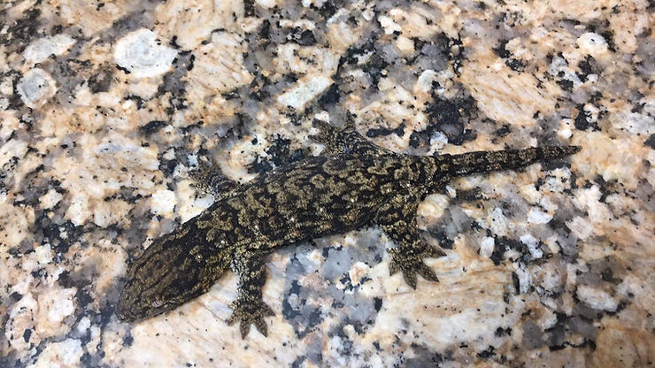 LLDM ハッチリング