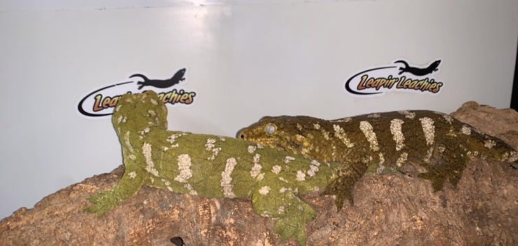 マウント・ドレ