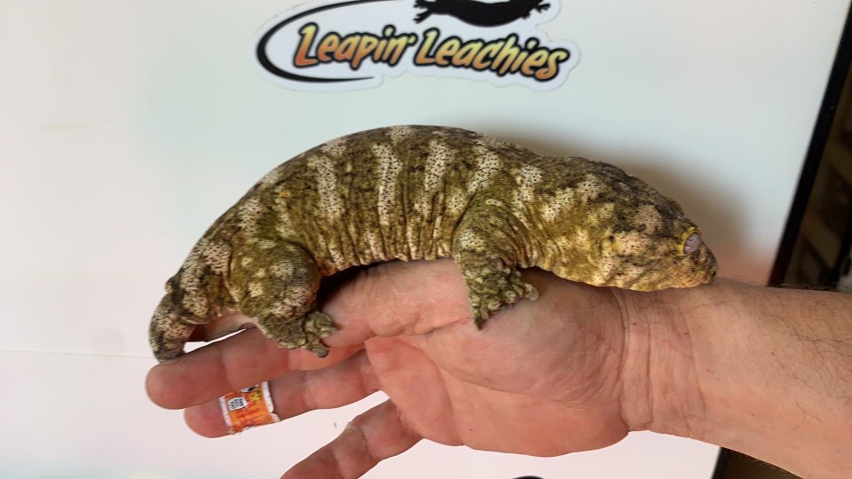 -ブロッス（スノーフレーク）-