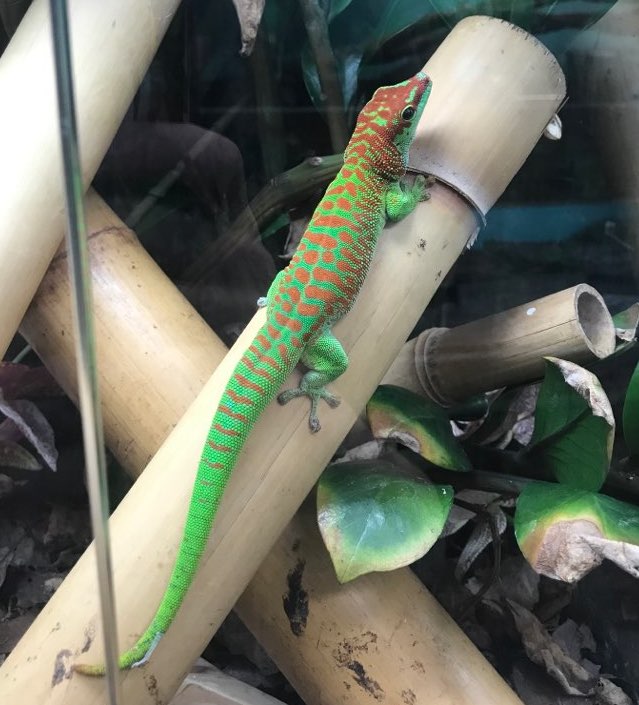 ジャイアントデイゲッコー