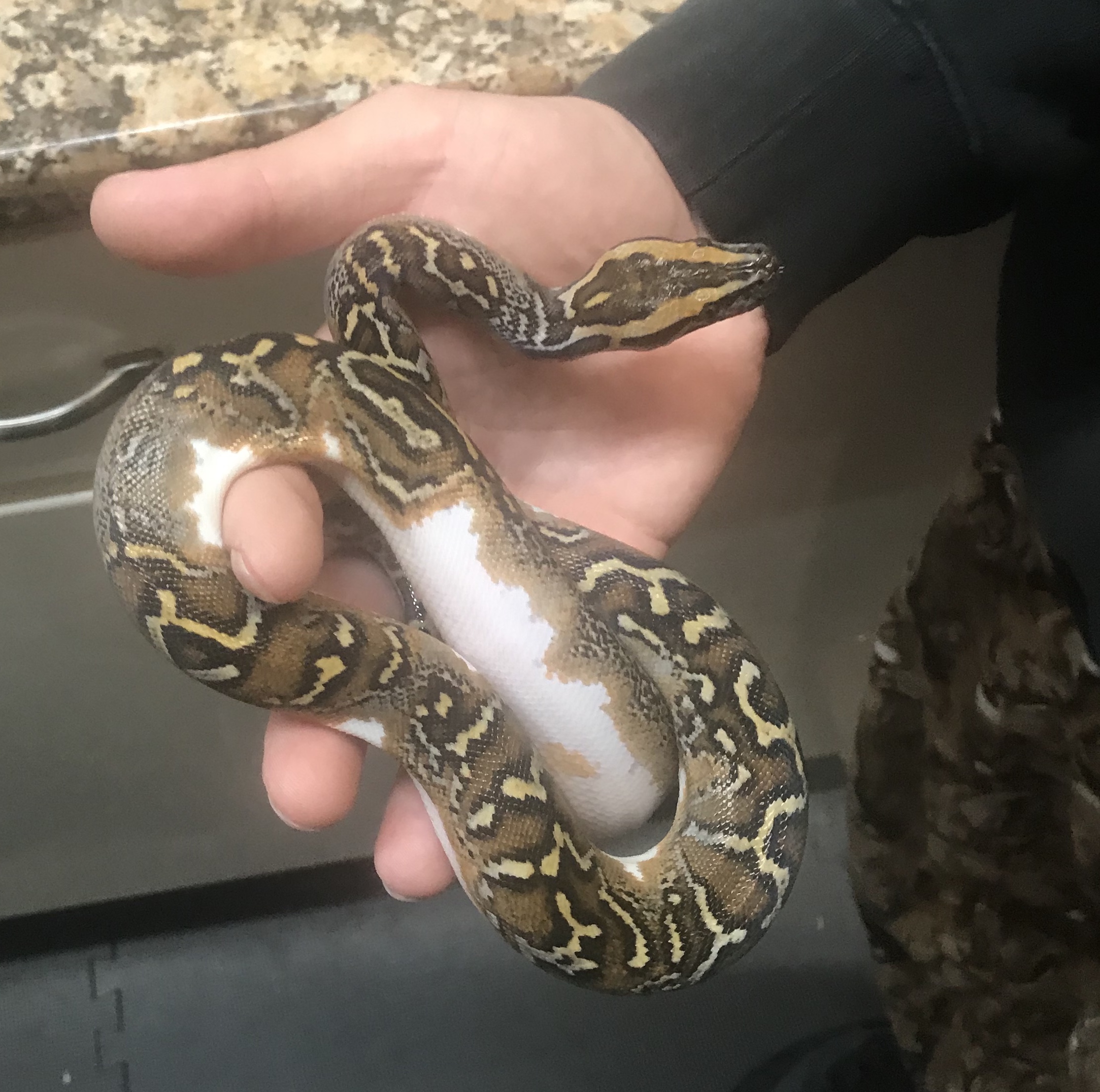 レティックパイソン