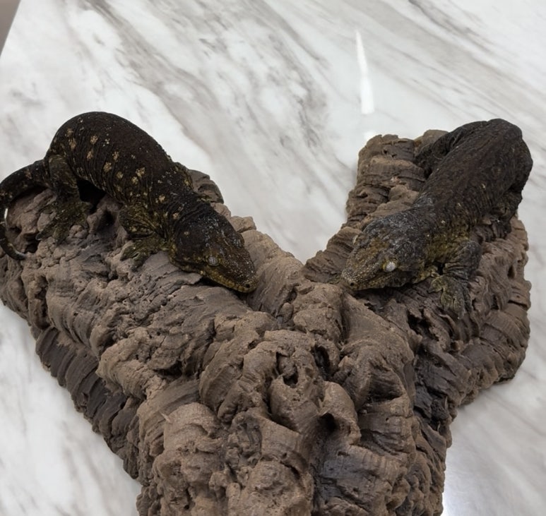 MCDM(Mike Conley Dark Morph)の真実